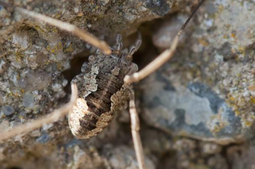 Réf. 228 691 : Phalangiinae inconnu